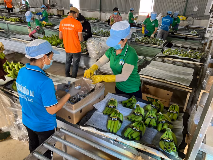 Hoàng Anh Gia Lai đã trở thành một 