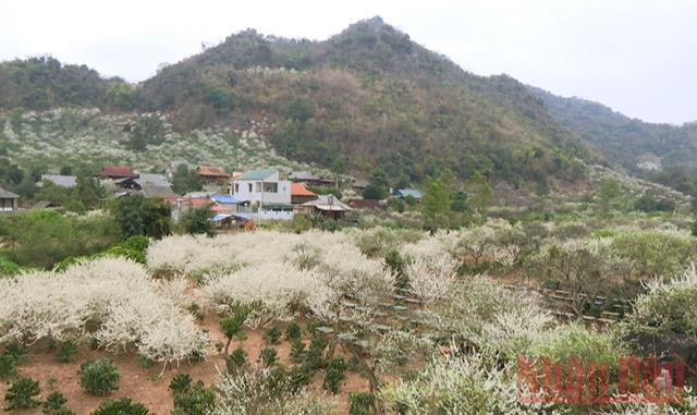  “Miền cổ tích trắng” giữa lòng TP Sơn La nằm ven quốc lộ 6, thuộc địa phận xã Chiềng Cọ và Chiềng Đen.