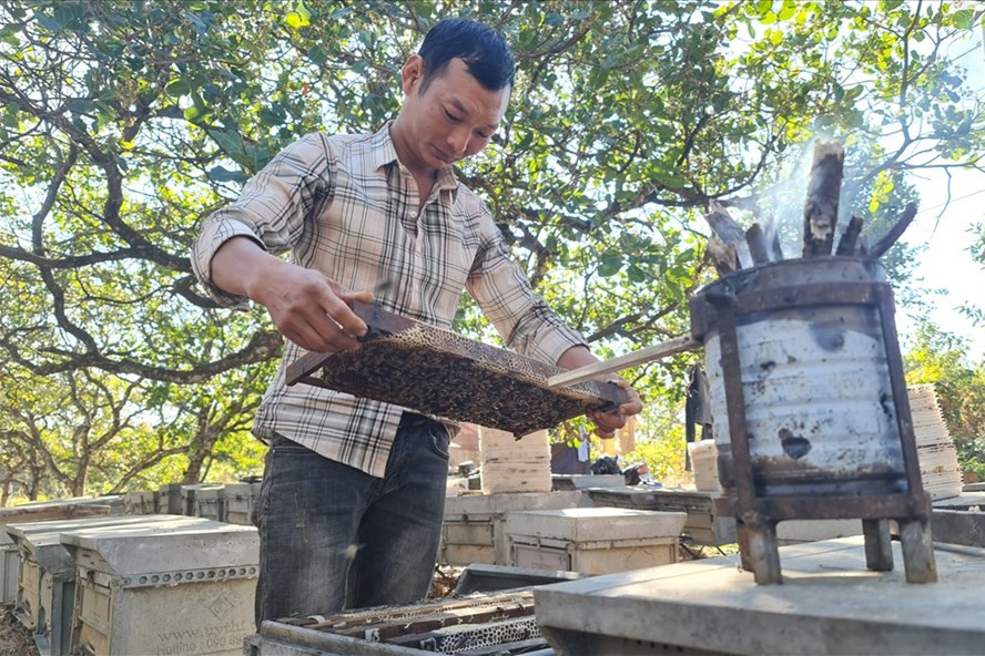 Mùa này, nhiều người nuôi ong đã đến tỉnh Đắk Nông để khai thác mùa hoa điều, cà phê nở. Ảnh: Phan Tuấn