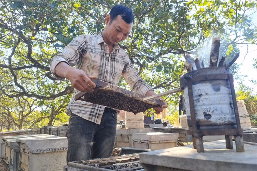 Mùa này, nhiều người nuôi ong đã đến tỉnh Đắk Nông để khai thác mùa hoa điều, cà phê nở. Ảnh: Phan Tuấn