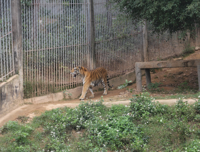 Những con hổ được thoải mái đi lại trong khu nuôi nhốt.