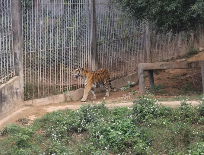 Những con hổ được thoải mái đi lại trong khu nuôi nhốt.