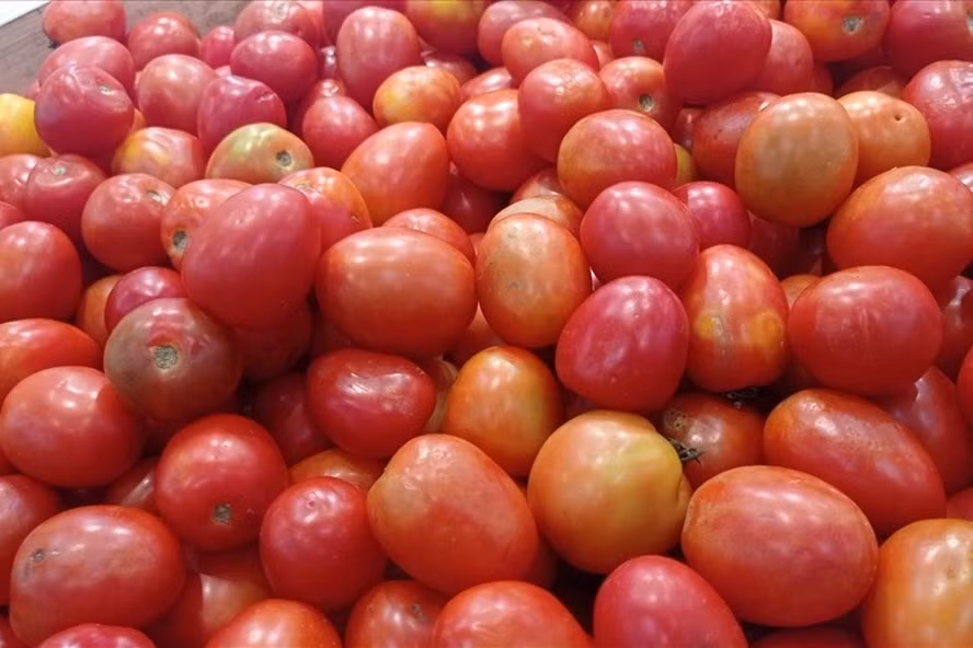 Cà chua thuộc nhóm rau củ giàu vitamin E. Ảnh: Thanh Ngọc