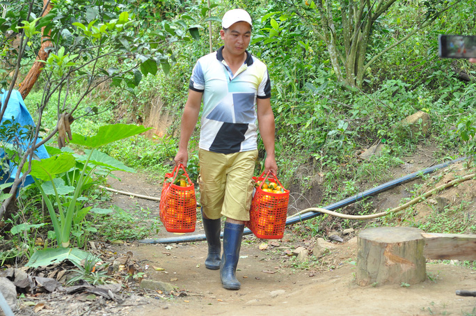 Với gần 40 ha quýt, người dân nơi đây bắt đầu thu hoạch rộ nhất từ giữa tháng Chạp, tới khoảng rằm tháng Giêng hàng năm.