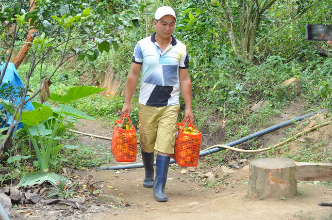 Với gần 40 ha quýt, người dân nơi đây bắt đầu thu hoạch rộ nhất từ giữa tháng Chạp, tới khoảng rằm tháng Giêng hàng năm.