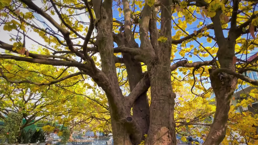 Tán cây rộng 3,5 m xòe đều. Ảnh: Duy Tân