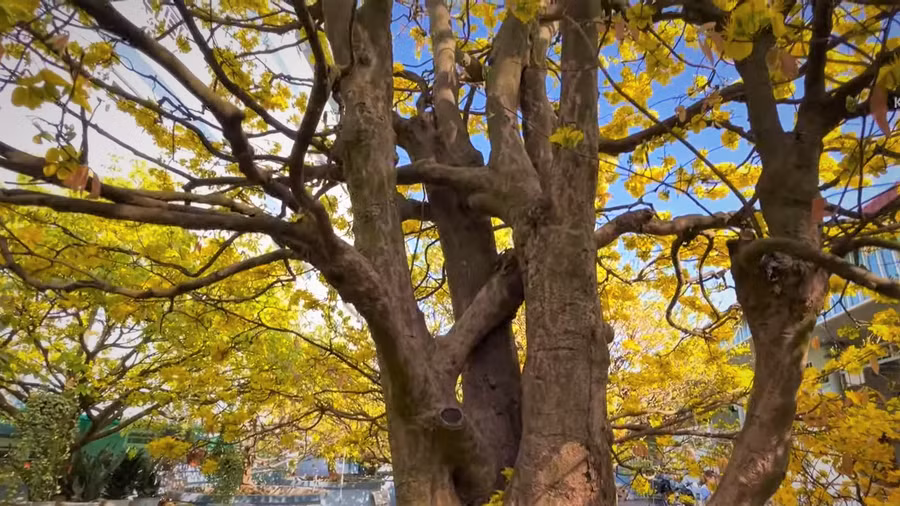 Tán cây rộng 3,5 m xòe đều. Ảnh: Duy Tân