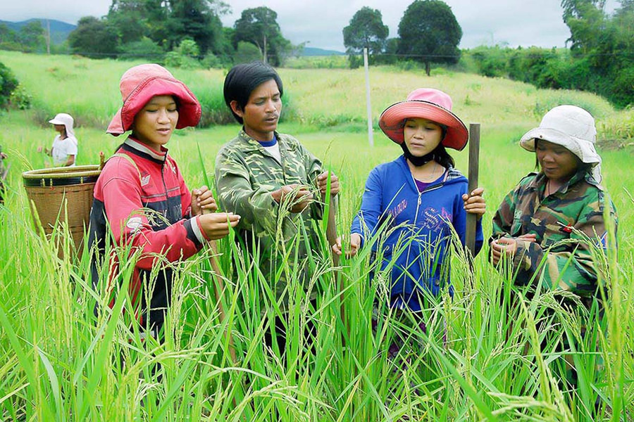 Hỗ trợ vốn và tập huấn kỹ thuật sản xuất là giải pháp giúp các hộ đồng bào dân tộc thiểu số thoát nghèo. Ảnh: Đức Thụy