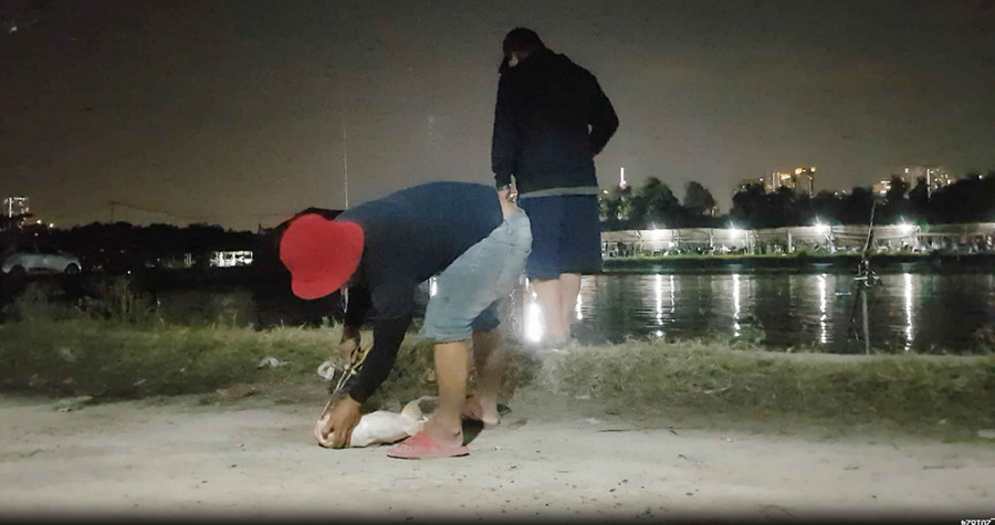 Một cần thủ gỡ con cá tra vừa câu từ hồ C.Đ.S