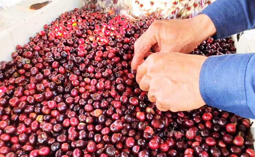 Giá cà phê nhân Đắk Lắk hôm nay tiếp tục đà tăng sau Tết Nguyên đán. Ảnh: Duy Hậu