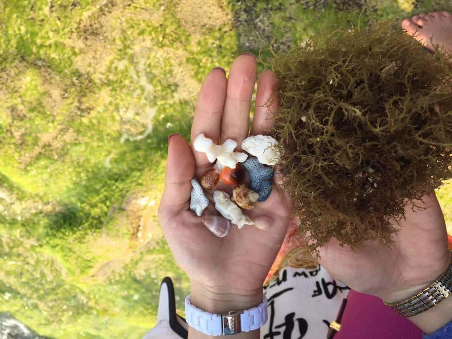 Rong biển ở hang Câu. Ảnh: Tranghoang com.