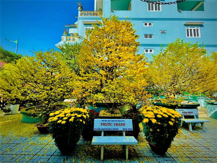 Bộ sưu tập hơn 10 cây mai “khủng” của ông Dũng. Ảnh: Duy Tân