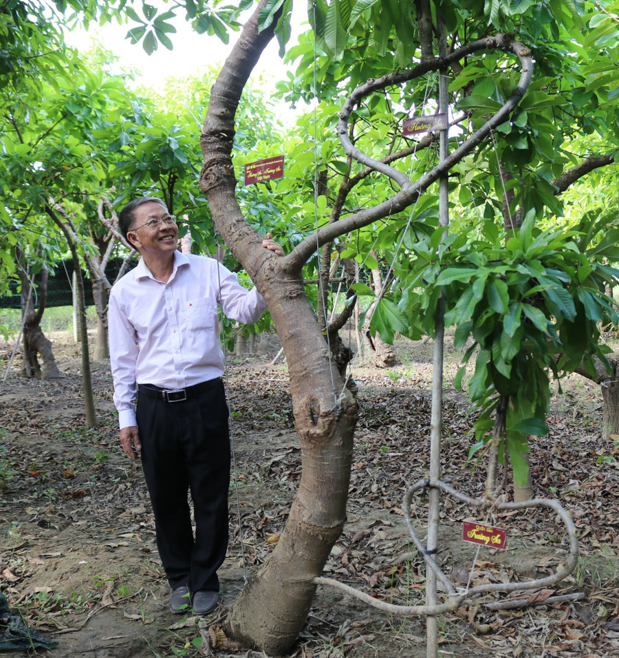  Cây Vô ưu được tạo ra dáng Hoàng Sa - Trường Sa của Việt Nam. Ảnh: Thiện Nhân