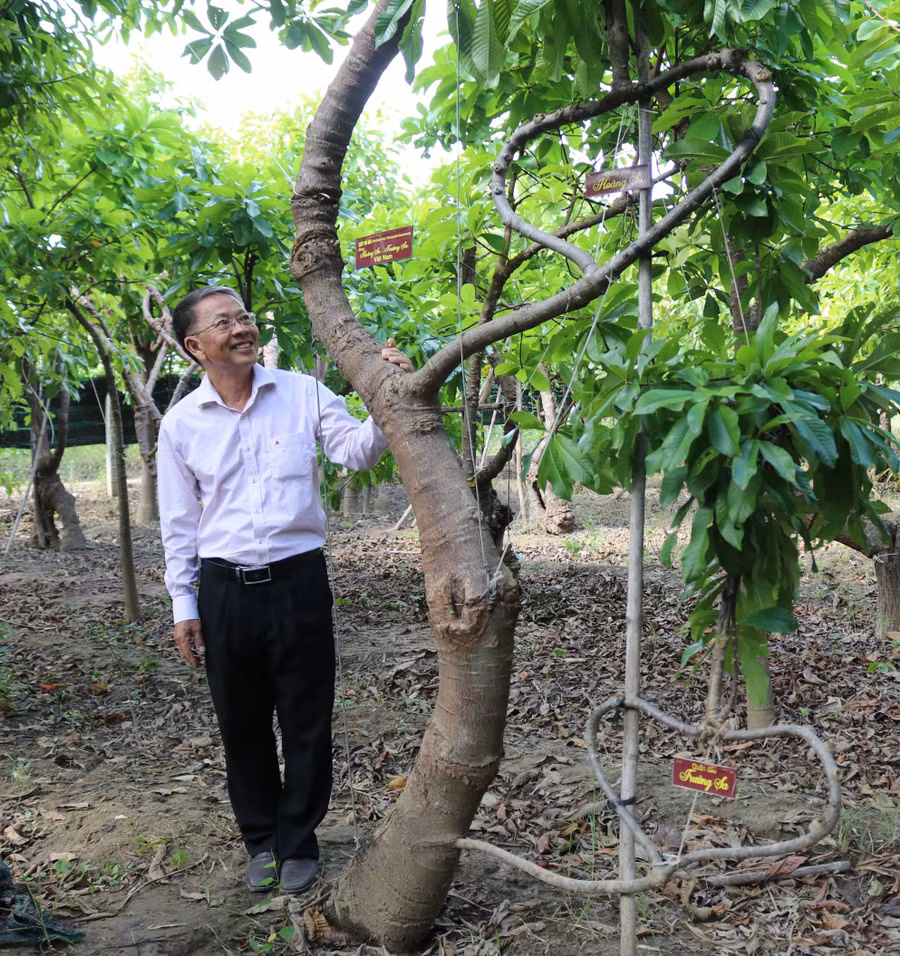  Cây Vô ưu được tạo ra dáng Hoàng Sa - Trường Sa của Việt Nam. Ảnh: Thiện Nhân
