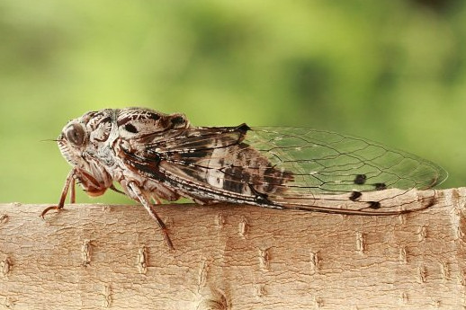 Từ nhiều năm qua, ve sầu đã trở thành dịch hại đối với cây cà phê. Ảnh: IT