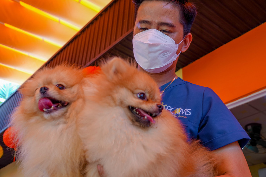 Những giống chó Phốc sóc được nhân giống đều có gia phả, nguồn gốc chất lượng. Ảnh: Duy Tân