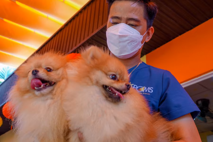 Những giống chó Phốc sóc được nhân giống đều có gia phả, nguồn gốc chất lượng. Ảnh: Duy Tân