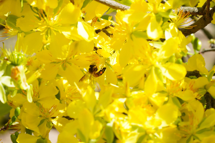 Mai vàng ở đây đều là mai 5 cánh truyền thống. Ảnh: Xuân Phúc