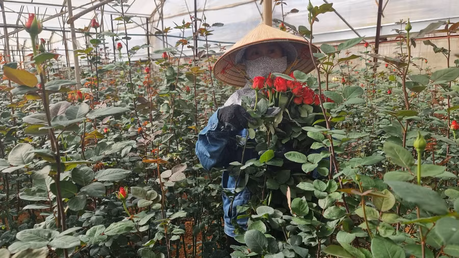 Hoa hồng đỏ Pháp là loại hoa đang có giá nhất, dao động từ 8.000-9.000 đồng/cành. Ảnh: Văn Long Hoa hồng đỏ Pháp là loại hoa đang có giá nhất, dao động từ 8.000-9.000 đồng/cành. Ảnh: Văn Long.