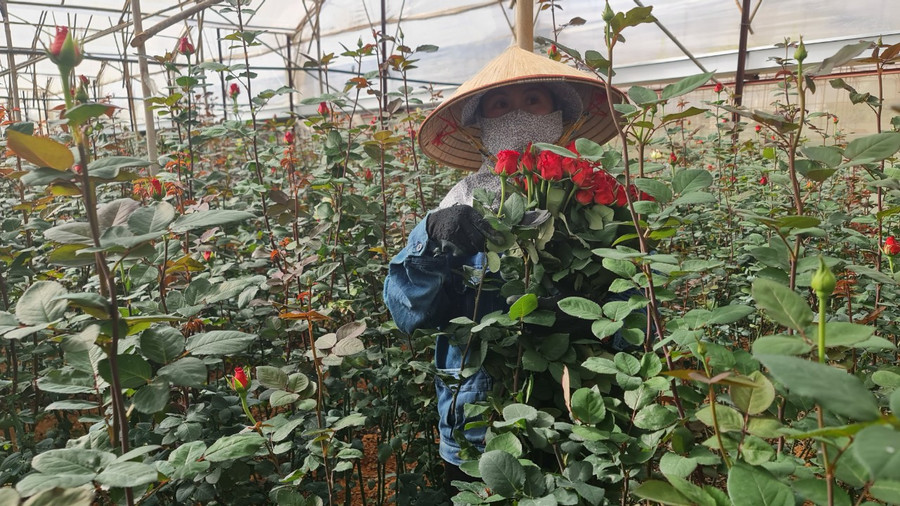 Hoa hồng đỏ Pháp là loại hoa đang có giá nhất, dao động từ 8.000-9.000 đồng/cành. Ảnh: Văn Long.