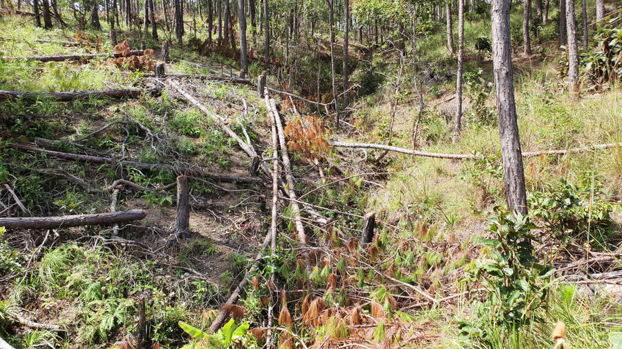 Sau khi UBND tỉnh Lâm Đồng thu hồi đất dự án Công ty TNHH đầu tư Hàn Việt giao cho Ban Quản lý rừng phòng hộ Đại Ninh quản lý, thì rừng thông ở đây vẫn tiếp tục bị phá vào tháng 12.2021 - Ảnh: Gia Bình