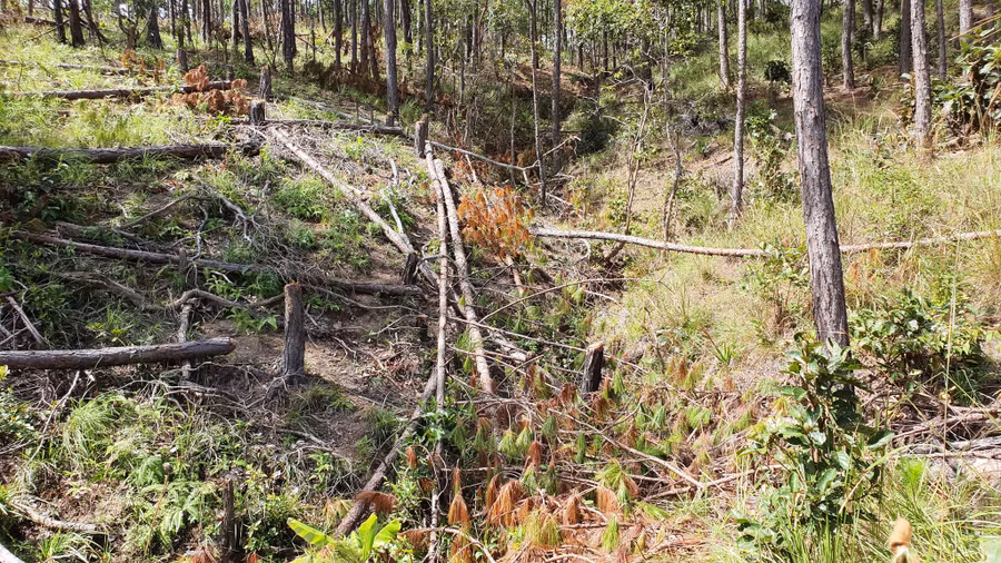 Sau khi UBND tỉnh Lâm Đồng thu hồi đất dự án Công ty TNHH đầu tư Hàn Việt giao cho Ban Quản lý rừng phòng hộ Đại Ninh quản lý, thì rừng thông ở đây vẫn tiếp tục bị phá vào tháng 12.2021 - Ảnh: Gia Bình