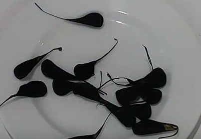 Mật khỉ được nhiều người tin có thể trị bệnh kinh phong ở trẻ. Mật khỉ được nhiều người tin có thể trị bệnh kinh phong ở trẻ.
