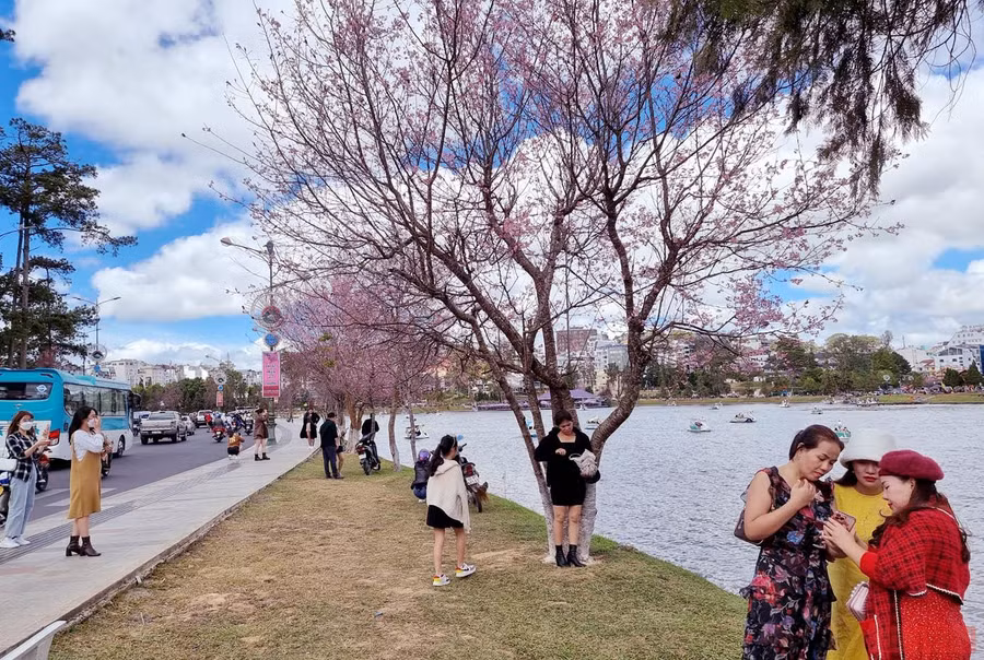 Không gian hoa mai anh đào bên hồ Xuân Hương-Đà Lạt. Không gian hoa mai anh đào bên hồ Xuân Hương-Đà Lạt.