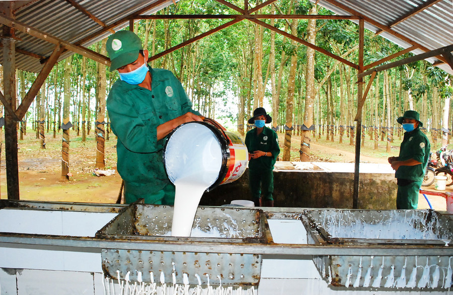  Công nhân Công ty TNHH một thành viên Cao su Chư Păh thu gom mủ cao su. Ảnh: Vĩnh Hoàng