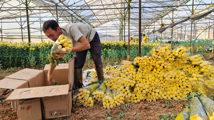 Nông dân Đà Lạt phấn khởi vì giá hoa cúc tăng cao trước rằm tháng giêng. Ảnh: Lâm Viên Nông dân Đà Lạt phấn khởi vì giá hoa cúc tăng cao trước rằm tháng giêng. Ảnh: Lâm Viên
