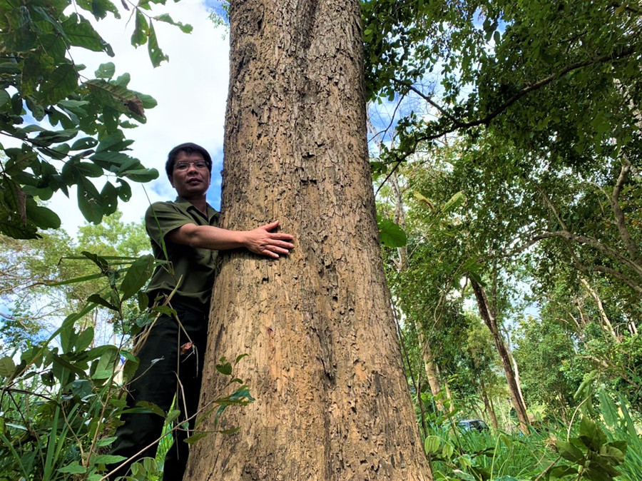 Một cây gỗ Giáng hương hàng trăm năm tuổi quý hiếm tại Khu Bảo tồn thiên nhiên Ea Sô.