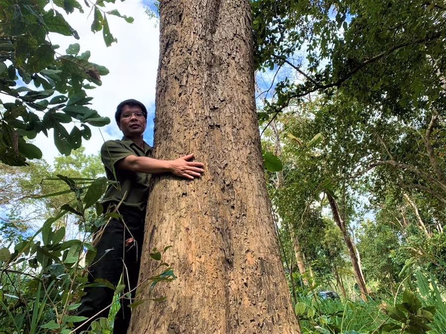 Một cây gỗ Giáng hương hàng trăm năm tuổi quý hiếm tại Khu Bảo tồn thiên nhiên Ea Sô.