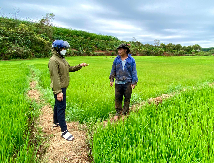 Ruộng lúa tươi tốt của anh Rơ Châm In (làng Kành, xã Bình Giáo, huyện Chư Prông). Ảnh: Hà Duy