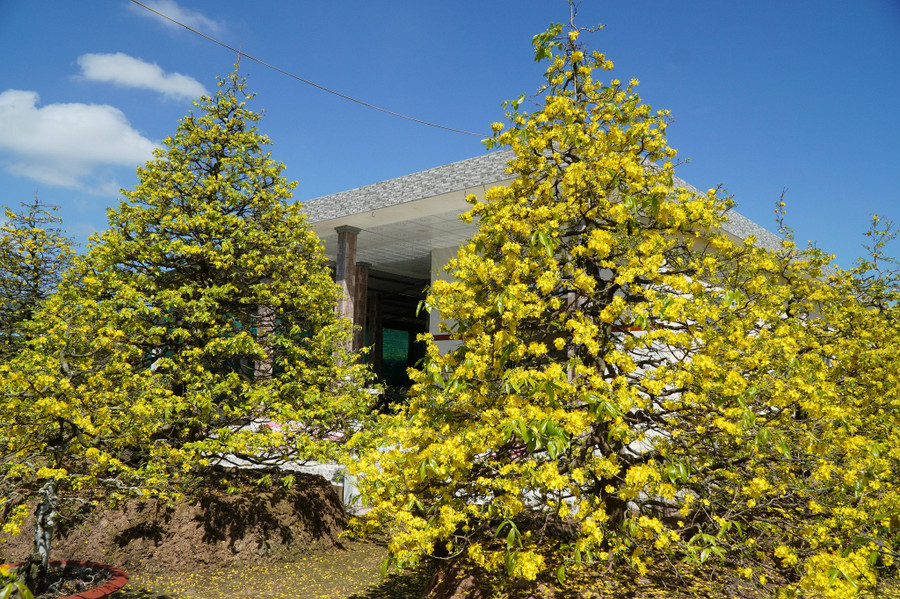  Những gốc mai cổ thụ ở nơi đây có giá lên đến hàng tỉ đồng. Ảnh: Xuân Phúc