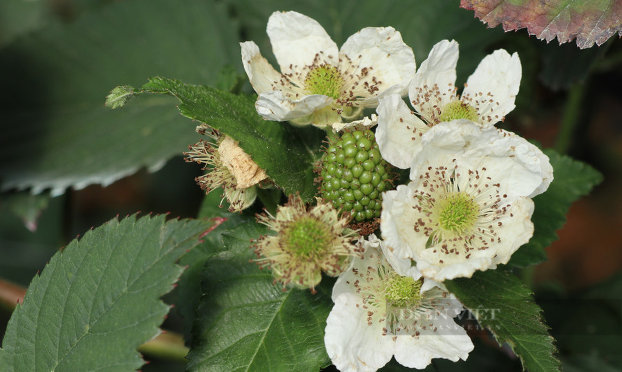 Là loại cây thân leo nên cây phúc bồn tử phát triển khá mạnh, ra hoa đậu trái quanh năm. Chính vì vậy, mỗi ngày ông Nam đều thu hoạch và tỉa cành khô, già cho những cây phúc bồn tử trong vườn của gia đình mình. Ảnh: Văn Long.