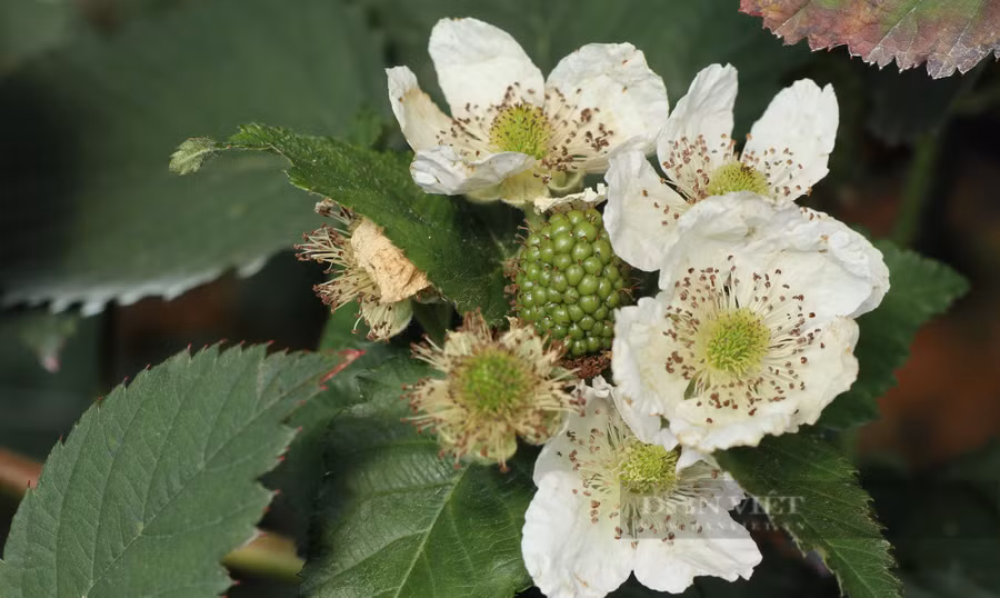 Là loại cây thân leo nên cây phúc bồn tử phát triển khá mạnh, ra hoa đậu trái quanh năm. Chính vì vậy, mỗi ngày ông Nam đều thu hoạch và tỉa cành khô, già cho những cây phúc bồn tử trong vườn của gia đình mình. Ảnh: Văn Long.