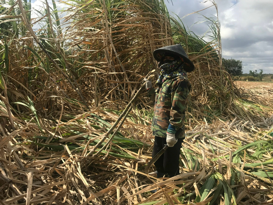 Bà Nông Thị Uống đang chặt mía. Ảnh: Nguyễn Diệp