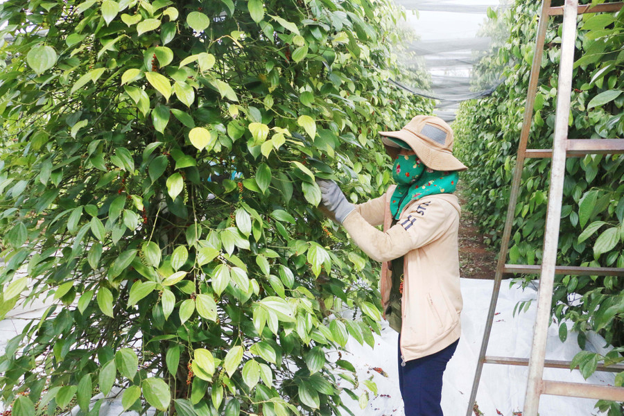 Sản phẩm hồ tiêu hữu cơ có đầu ra ổn định và giá cao hơn hồ tiêu thường khoảng 15 ngàn đồng/kg. Ảnh: Quang Tấn Vườn hồ tiêu của bà Nguyễn Thị Thu (thôn 3, xã Nam Yang, huyện Đak Đoa) canh tác theo hướng hữu cơ nên cây sinh trưởng và phát triển tốt, cho năng suất ổn định hàng năm. Ảnh: Quang Tấn