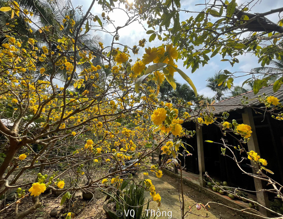 Cây mai trước nhà ông ngoại của Quốc Thông bung nở trong dịp tết 2022. Ảnh: Quốc Thông