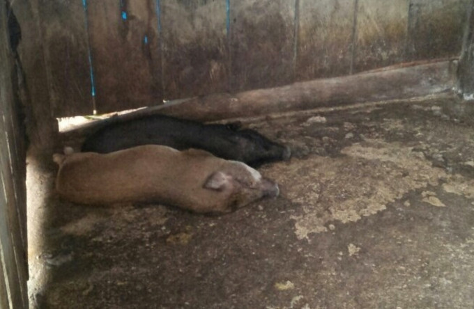 Heo giống được giao cho tư nhân tự đi thu gom ở nhiều nơi, không có sổ sách theo dõi về nguồn gốc, xuất xứ, lý lịch; không được tiêm phòng đầy đủ các loại vắc xin theo quy định...