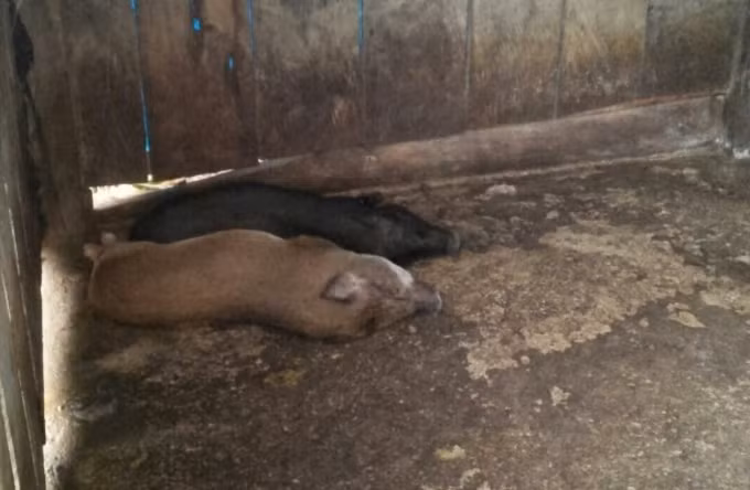 Heo giống được giao cho tư nhân tự đi thu gom ở nhiều nơi, không có sổ sách theo dõi về nguồn gốc, xuất xứ, lý lịch; không được tiêm phòng đầy đủ các loại vắc xin theo quy định...