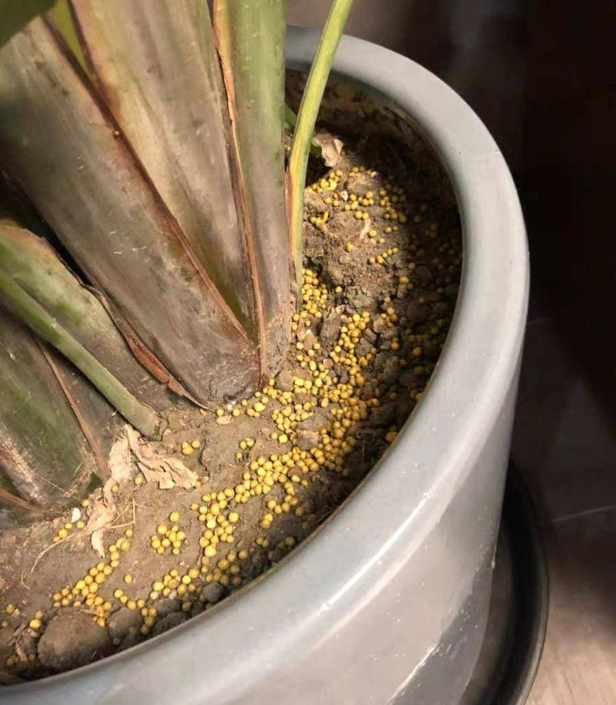 Các phân bón chậm có thể rải lên chậu đất trồng cây cảnh