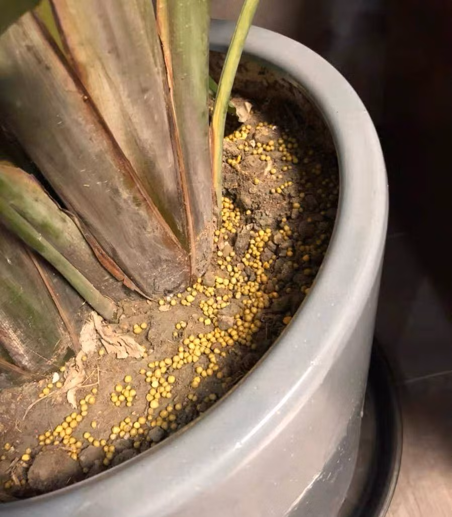 Các phân bón chậm có thể rải lên chậu đất trồng cây cảnh