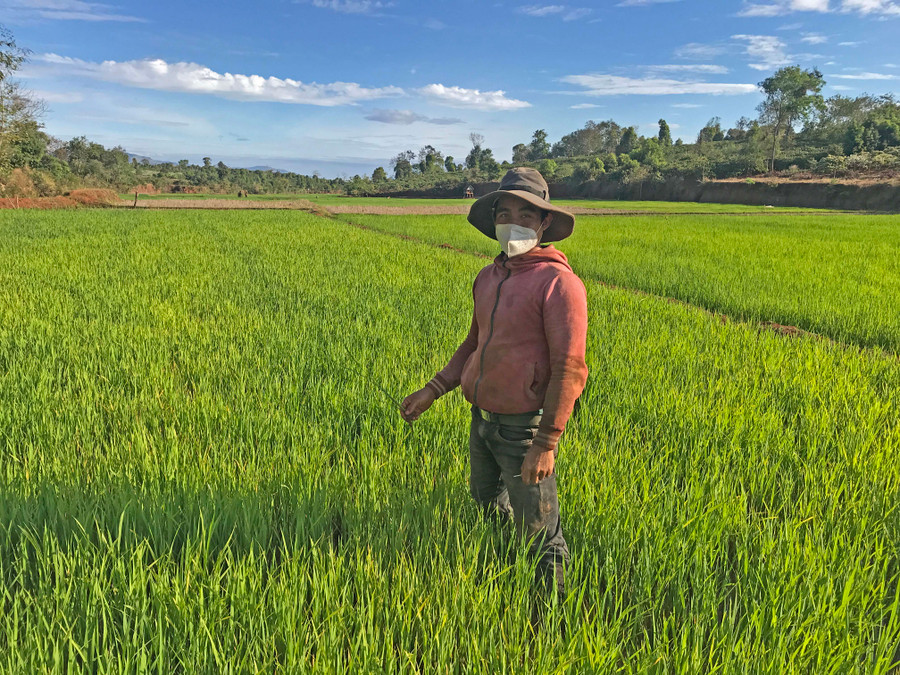 Giống lúa ĐT100 tại làng Brếp đang sinh trưởng phát triển tốt. Ảnh: Nguyễn Hồng