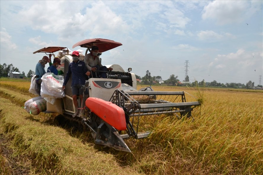 Thu hoạch lúa hè thu ở An Giang. Ảnh: Lục Tùng
