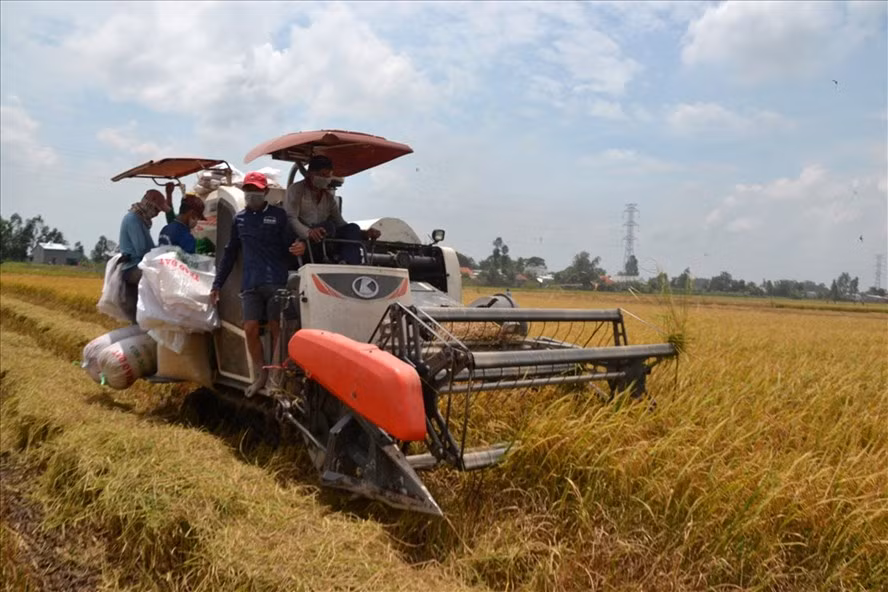 Thu hoạch lúa hè thu ở An Giang. Ảnh: Lục Tùng Thu hoạch lúa hè thu ở An Giang. Ảnh: Lục Tùng