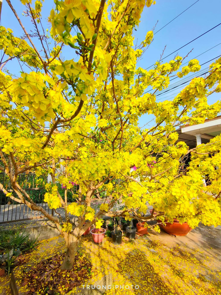 Cây mai tỏa hương thơm phức trước nhà vợ của anh Trường. Ảnh: Quốc Trường