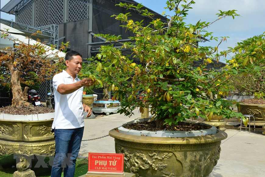 Bộ sưu tập 10 cây mai vàng của ông Vũ Đức Đông (sinh năm 1972, trú tại phường An Hòa, thành phố Sa Đéc, tỉnh Đồng Tháp) vừa được Tổ chức Kỷ lục thế giới công nhận xác lập kỷ lục thế giới “Bộ sưu tập mai vàng Tuệ Sâm có nhiều tác phẩm độc bản nhất”. (Ảnh: Nhựt An/TTXVN)