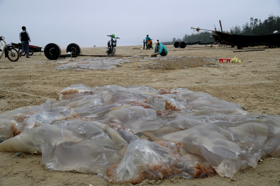 Trung bình mỗi chuyến, người dân bắt được khoảng 1 tấn sứa tươi. Ảnh: Phạm Đức