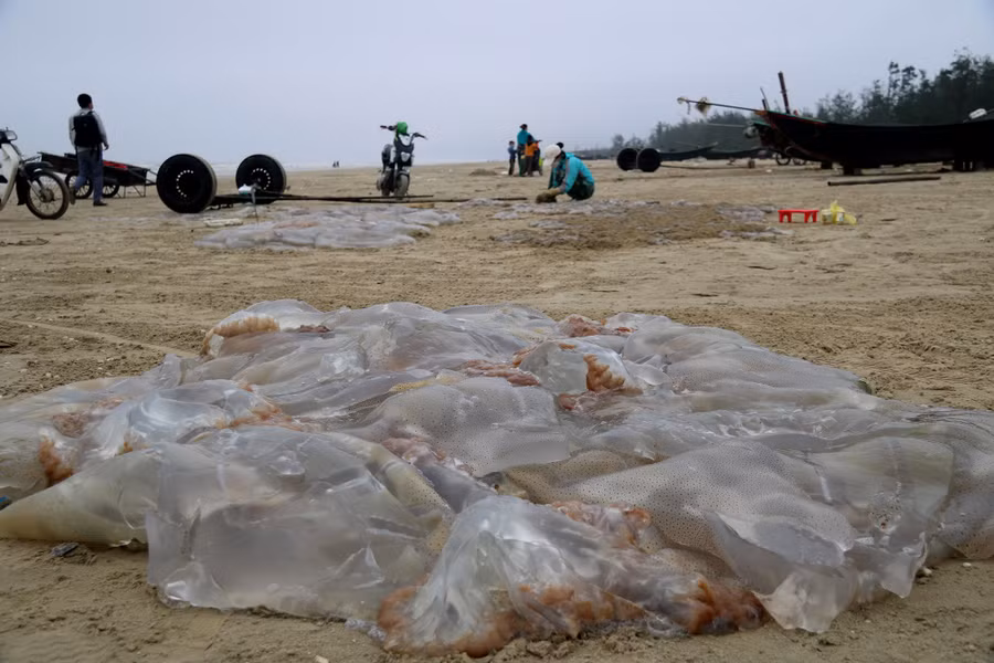 Trung bình mỗi chuyến, người dân bắt được khoảng 1 tấn sứa tươi. Ảnh: Phạm Đức